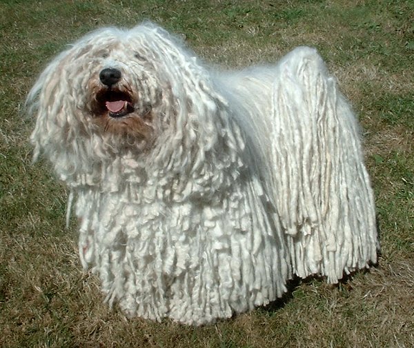 20 raças de cachorros mais 'estranhos' do mundo