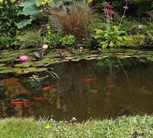 How do I keep my natural pond clean and clear