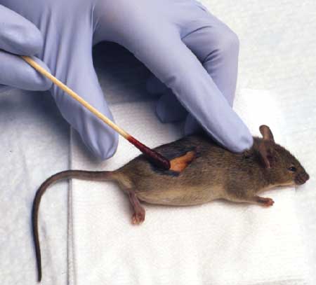 Mouse skin preparation using cotton tipped applicator with povidone iodine.