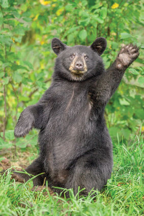 Image result for black bear
