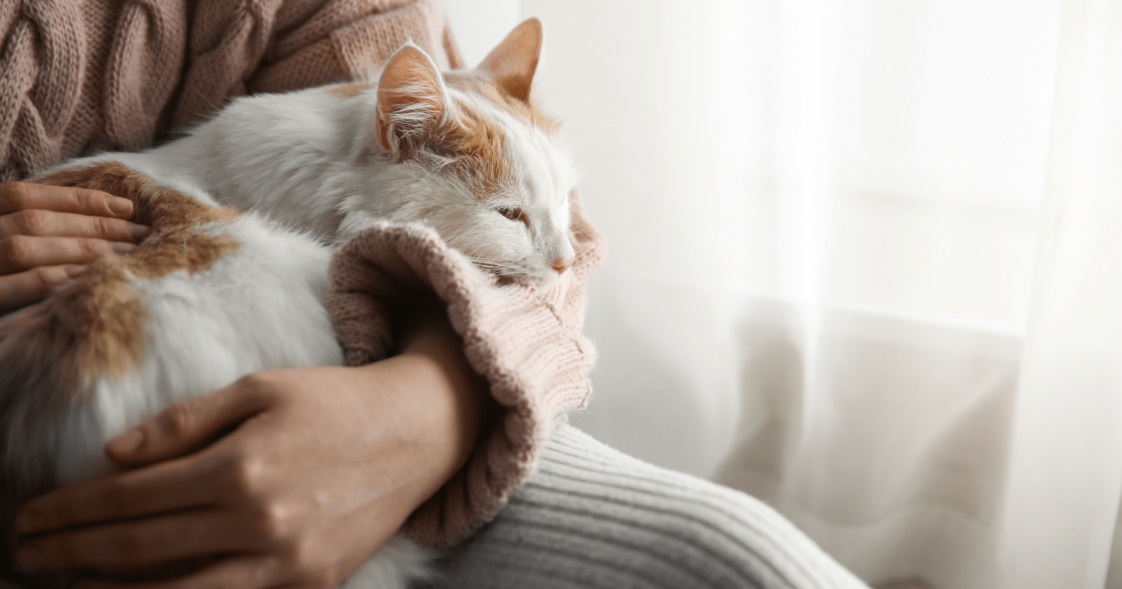 Orange and white cat curled up on owners lap beside window
