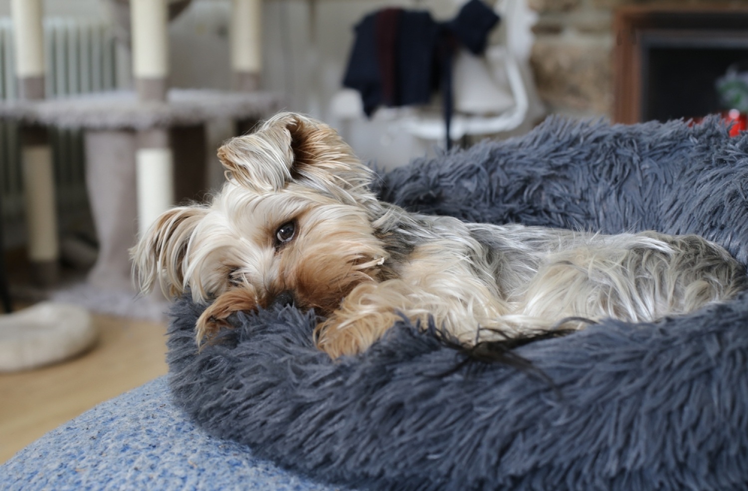 Everything You Need To Know About Petsmart Hiring Dogs To Test Toys 5 P6Yiz8vewgj3hyrsLQj hkRZVDTX011n1zsD G6HiEi V15pYHWeE99jFAEwout
