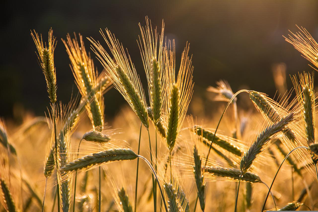 invertí en el cultivo de cebada
