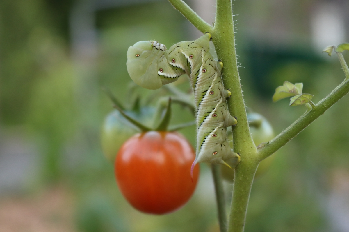 Pests on tomatoes
