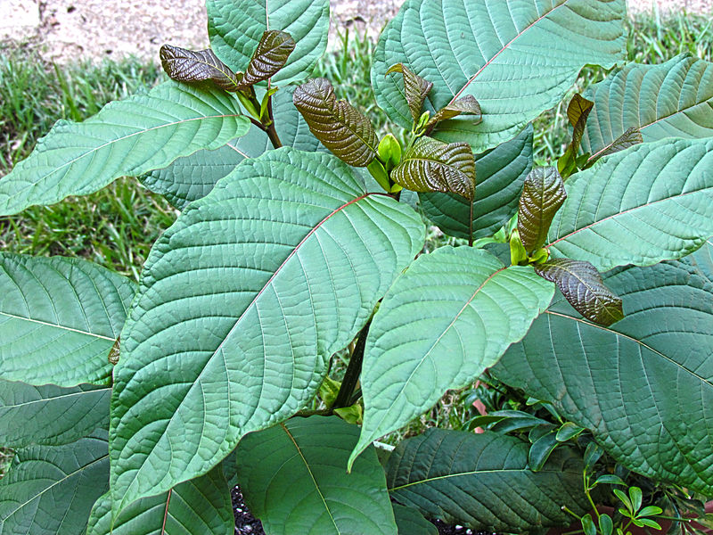 Kratom leaves in nature.