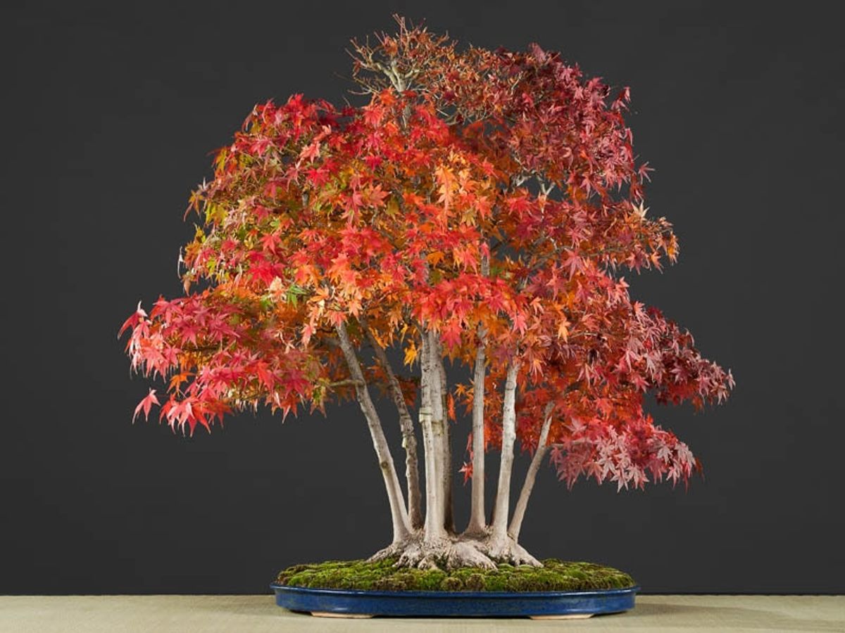 Red Maple Bonsai Tree Care Guide!