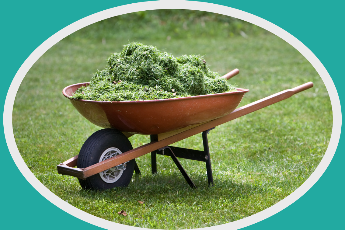 a red wheel barrow on a lawn filled with grass clippings