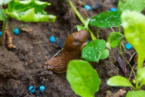 Ślimak je ziarno ślimaka Makro ślimaka jedzącego ziarno ślimaka w ogrodzie łóżko ślimak