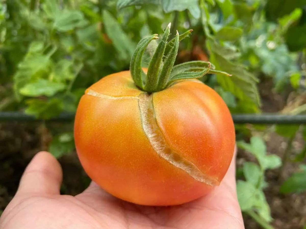 Why are my tomatoes splitting