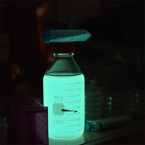 biolumin1.jpg
