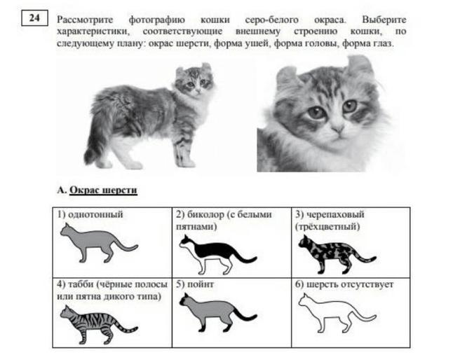 Задание 15 огэ биология. ОГЭ биология 2022. Рассмотрите фотографию кошки. Задания с котиками. ОГЭ по биологии задания.