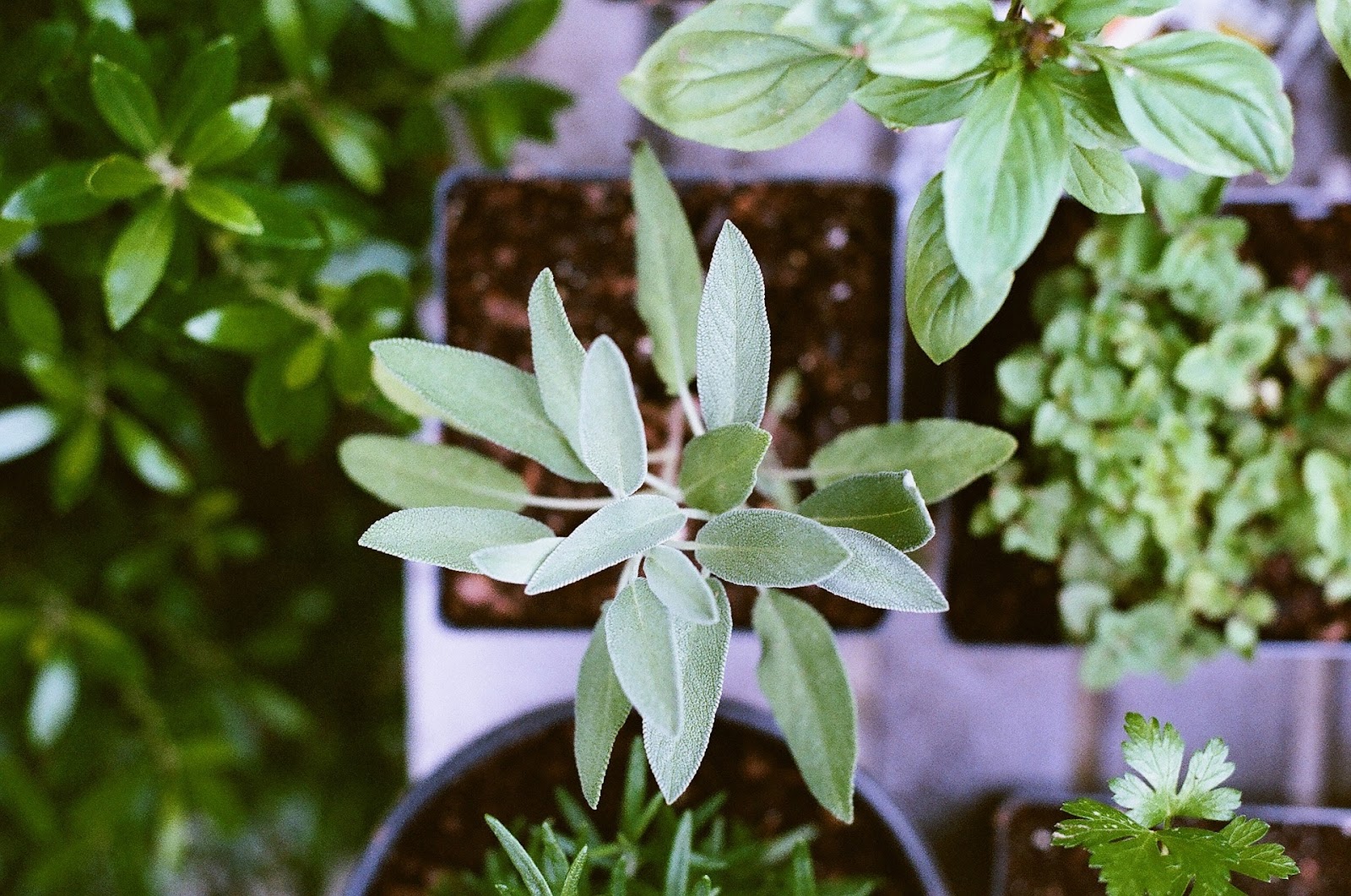 Various potted plants