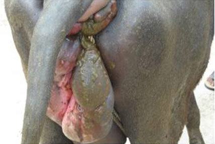 Vulvar edema in a buffalo in which the rope truss was tight.