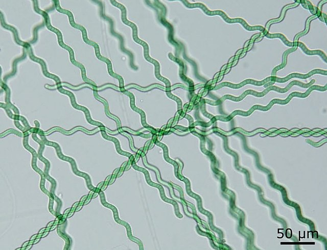 Imagem de microscópio da microalga Spirulina