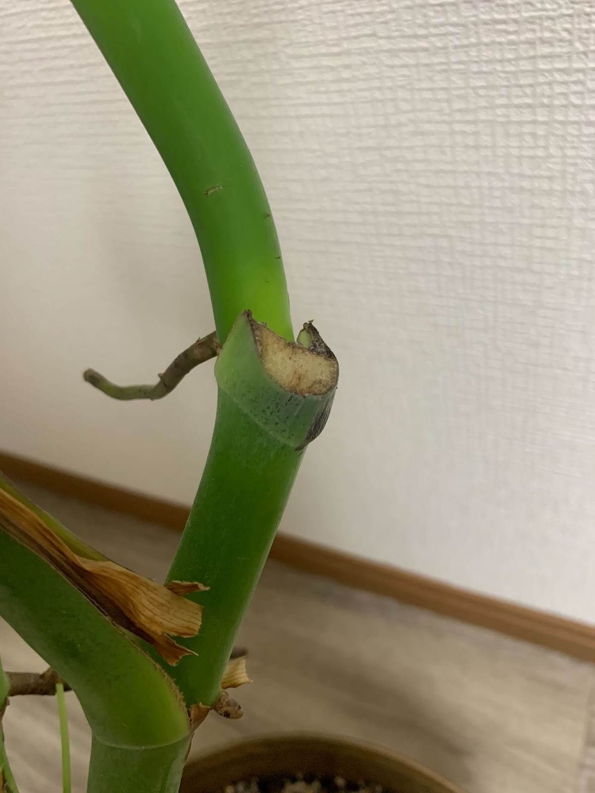 モンステラ