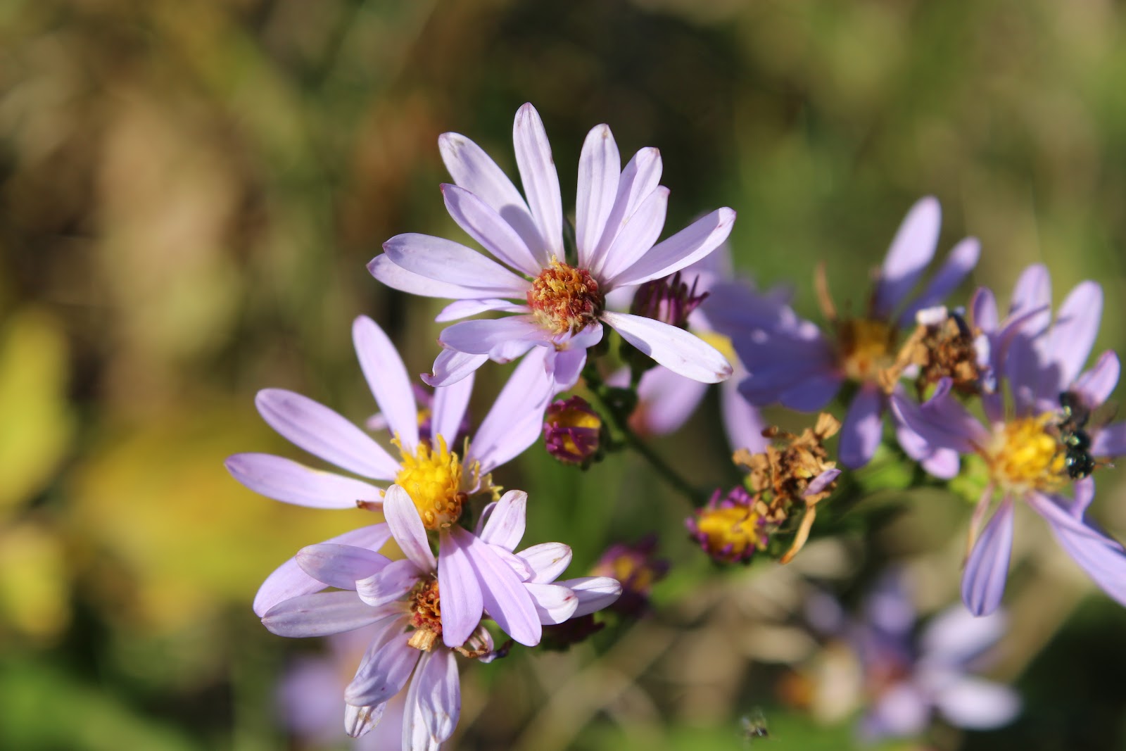 https://get.pxhere.com/photo/flower-flowering-plant-petal-plant-wildflower-sea-aster-spring-botany-aster-grass-daisy-family-close-up-macro-photography-photography-plant-stem-pollen-annual-plant-perennial-plant-1493963.jpg