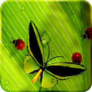 Friendly Bugs Live Wallpaper apk Download