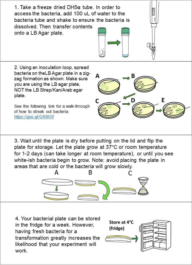 CRISPR Bacterial Guide