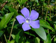 lesser periwinkle