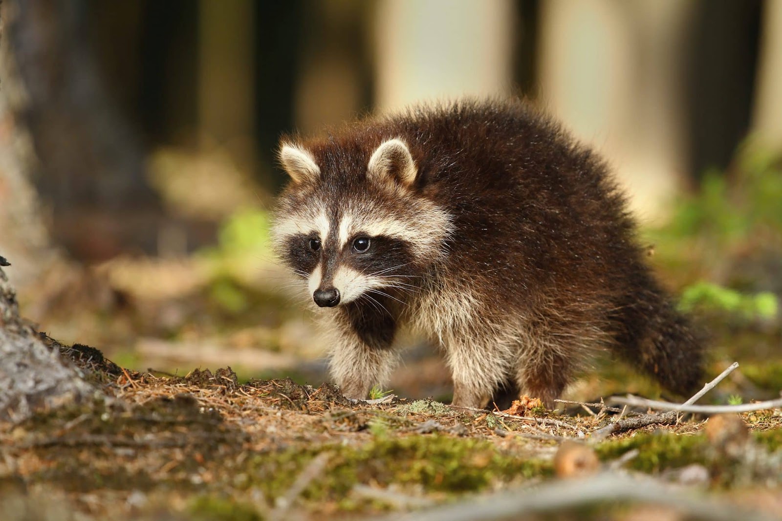 How High Can Raccoons Jump