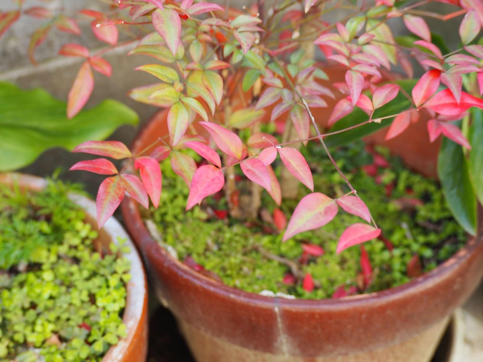 Saksıda Nandina Domestica