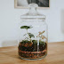 Bocal Verre Terrarium : Un Terrarium La Touche Deco Pour Les Plantes Dans La Maison