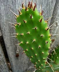 C:\Users\Mazhar Sayeed\Pictures\Cactus Plant 1.png