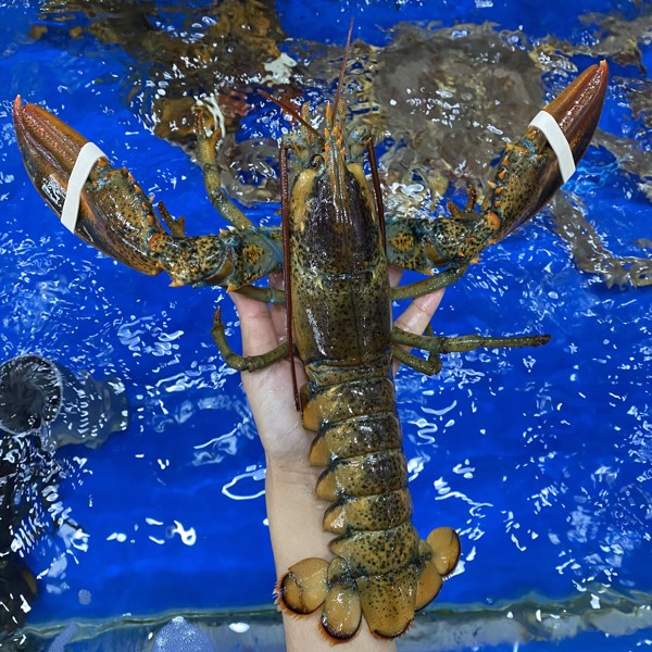 Hải sản Hoàng Gia - địa chỉ mua sắm hải sản tươi sống tin cậy tại Hà Nội