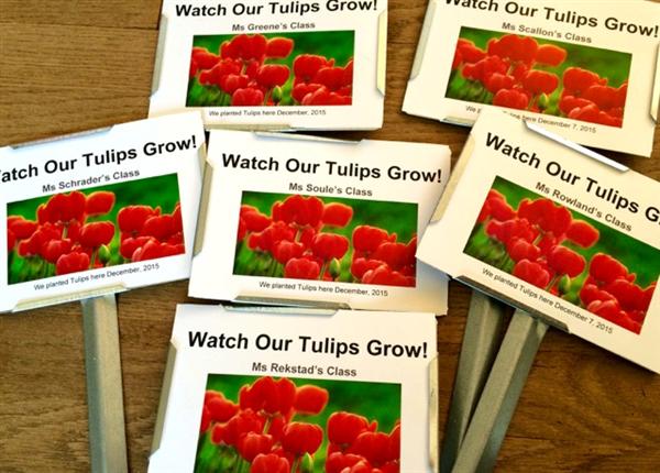 tulip project labels 