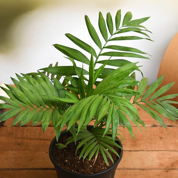Parlor Palm (Chamaedorea elegans)