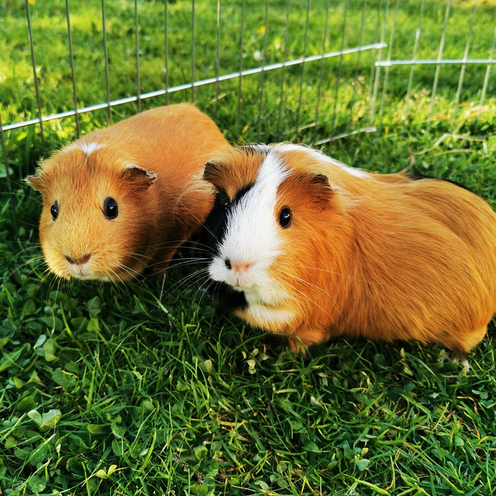 Should I Get A Guinea Pig Or A Hamster