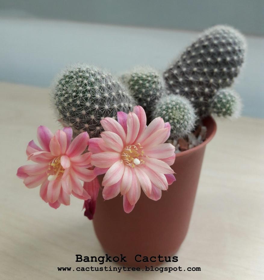D:\work\cactus flower\20170315_090951.jpg