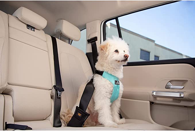 Dog wearing a seatbelt