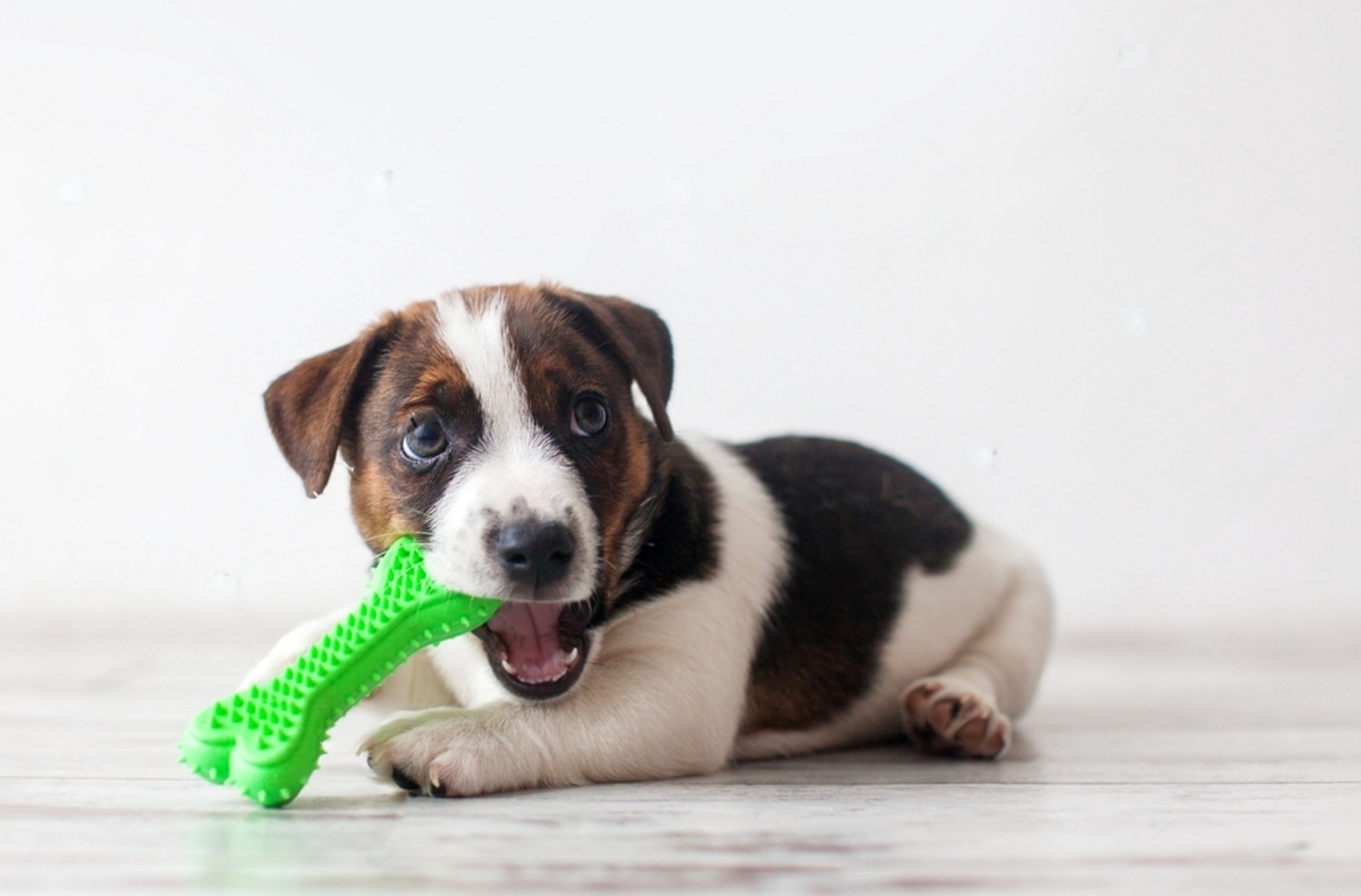 Why Do Dogs Like Squeaky Toys? 4 Pg3hkmRF32yGsoCJOOiu2ZyXRgo1 eNsTX6o4VJVw8h9AQ7bdv5D 7 5A 7HCTMLANKXukd oZoVABnHHlBhIKhHlkh1HMVXiUZobs9Dnih3P10ucKCYUlLfkHbb23skgTmXS1n5xR44hMKYs1U BJQ