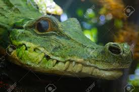 Image result for beautiful crocodile