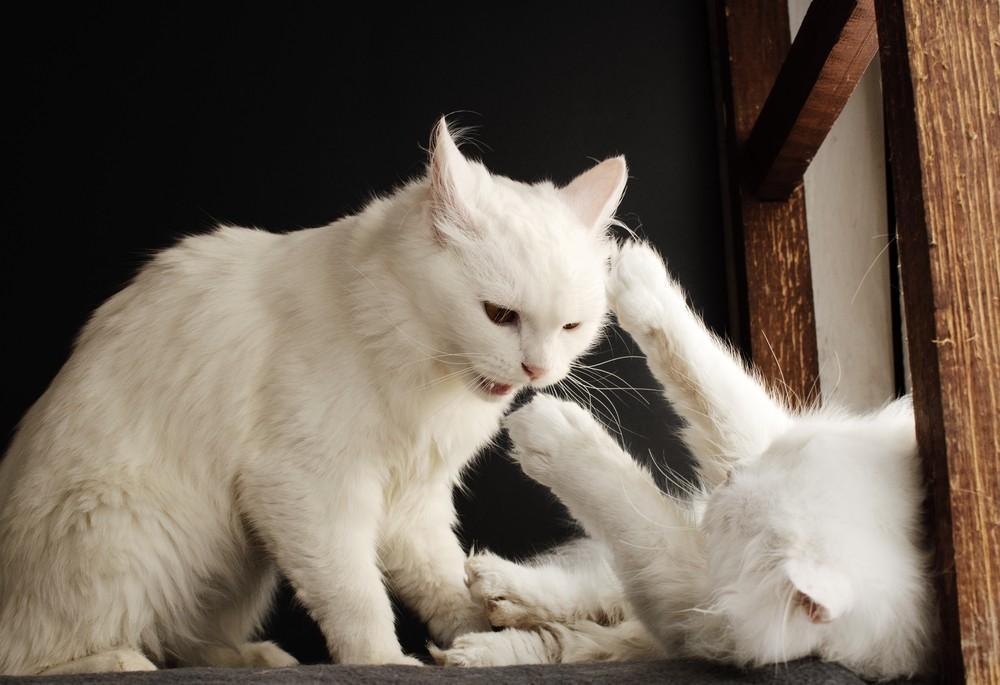 Mijn katten, die altijd maatjes zijn geweest, zijn gaan vechten. Hoe komt dit en hoe kan ik hun vriendschap helpen herstellen?