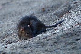 This rat is somewhat camouflaged by the ground it is crawling on.