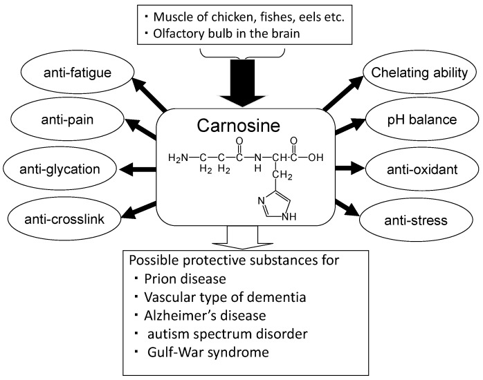 carnosine benefits