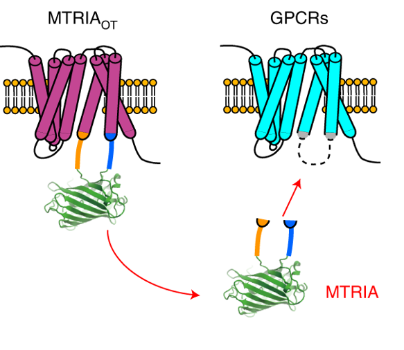 Schematic showing MTRIA biosensors are generated by inserting a circularly-permuted GFP into an intracellular loop of various G-protein-coupled receptors