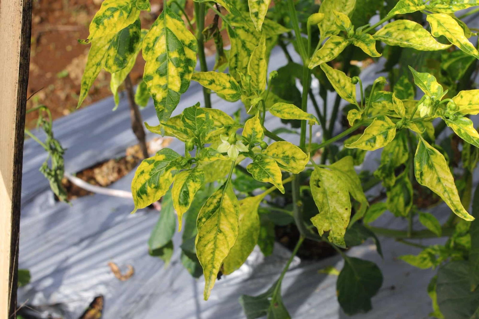 How to Tell if Pepper Plants has too much Nitrogen