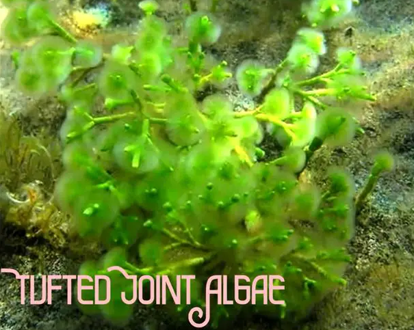 Tufted Joint Algae - salt water plant aquarium