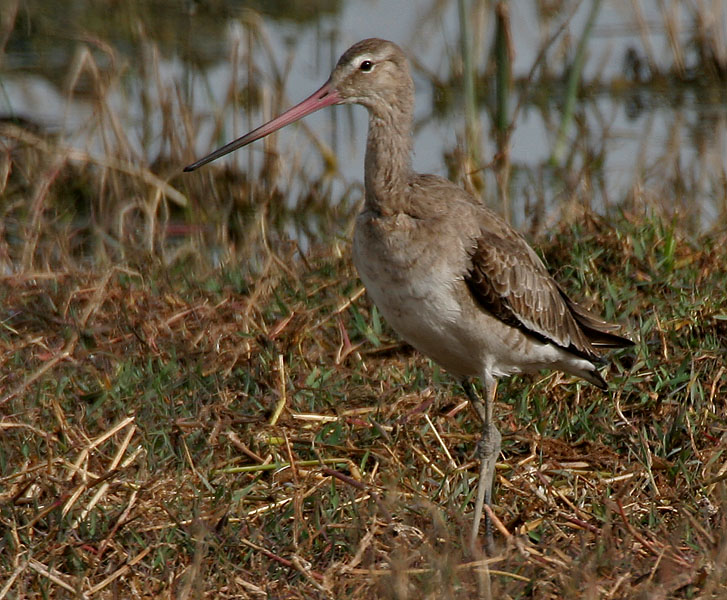 Risultato immagine per la pittima reale (Limosa limosa),