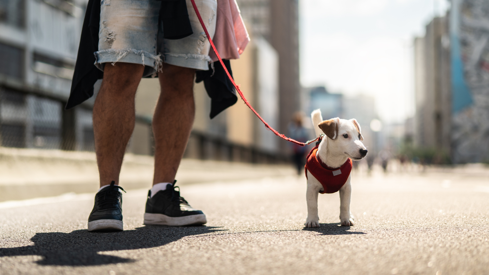 The ideal temperature for humans and dogs to walk is 75 degrees Fahrenheit.