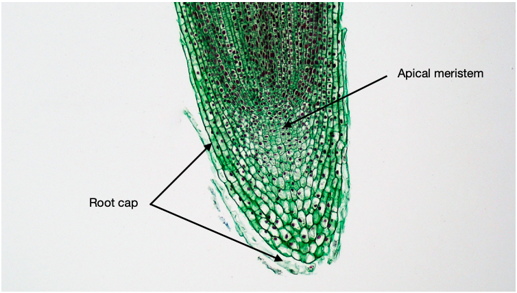 Figure 1.4.3. Root tip Longitudinal section. By Dutra Elliott is licensed under CC BY-NC-SA 4.0 via Flickr. Modified to include labels. A derivative of the original work of "Apical Meristem in Allium Root Tip" is licensed under Public Domain via Wikicommons