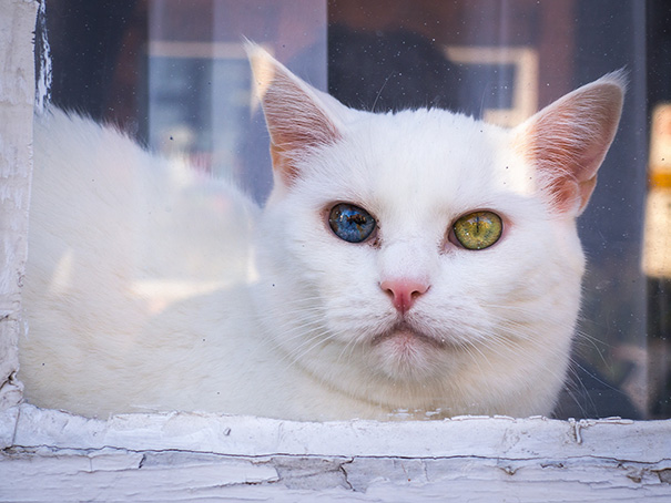 cat-eyes-different-colors-heterochromia-9
