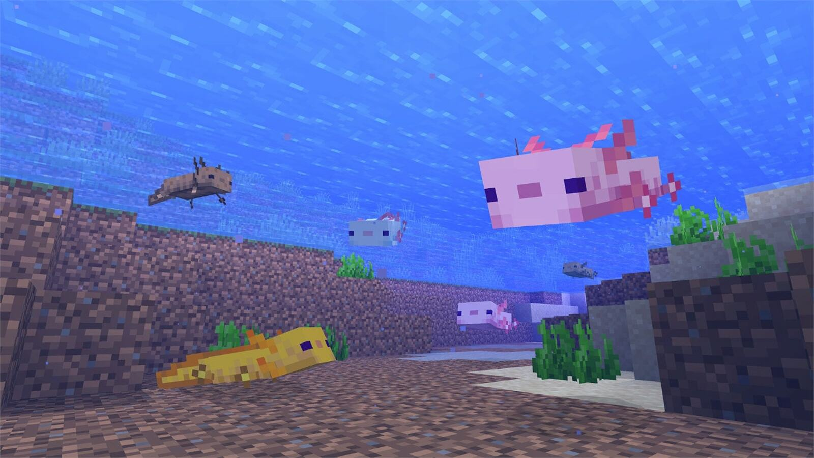 Blue Axolotls in Minecraft