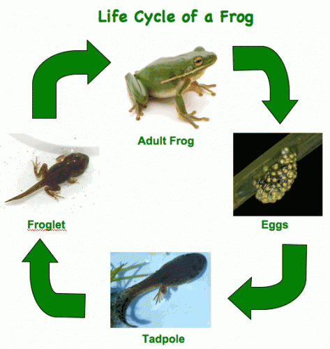 http://questgarden.com/135/95/7/111121125059/images/frog%20life%20cycle.gif