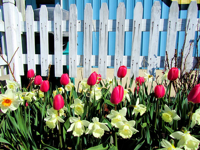 Flowers in front of white fence