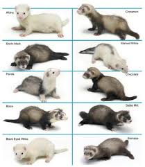 Image result for type of weasels