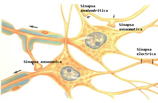 electrical synapsis types